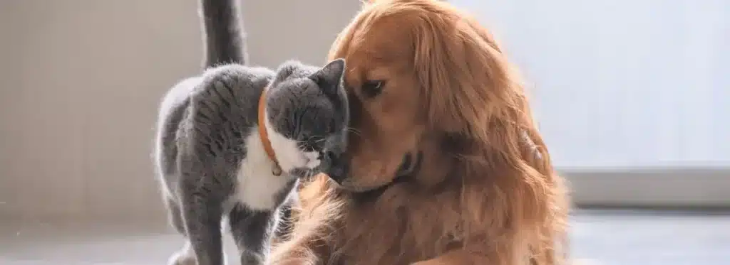 Gato com cachorro