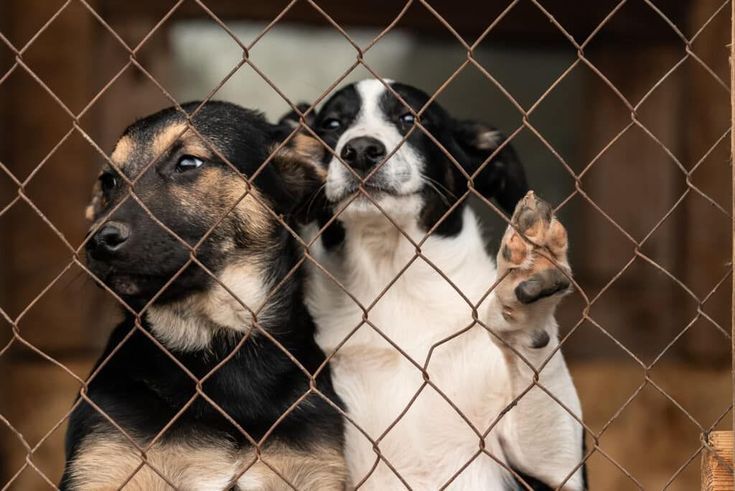 Dois cachorros em um gradeado
