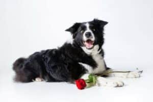 Setembro Vermelho Pet: Cuidados com a Saúde do Coração do seu Cão ou Gato. Cão Border Collie deitado com uma rosa nas patas.