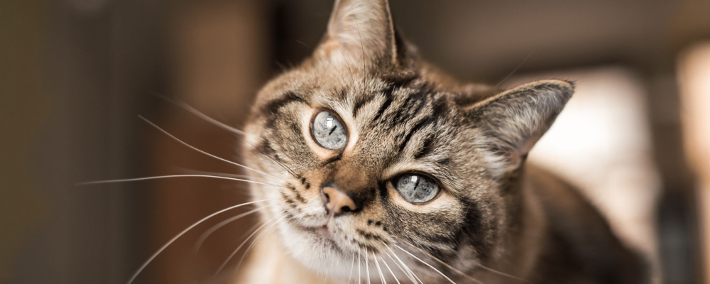 Capa Redes Sociais e Blog - 16-05