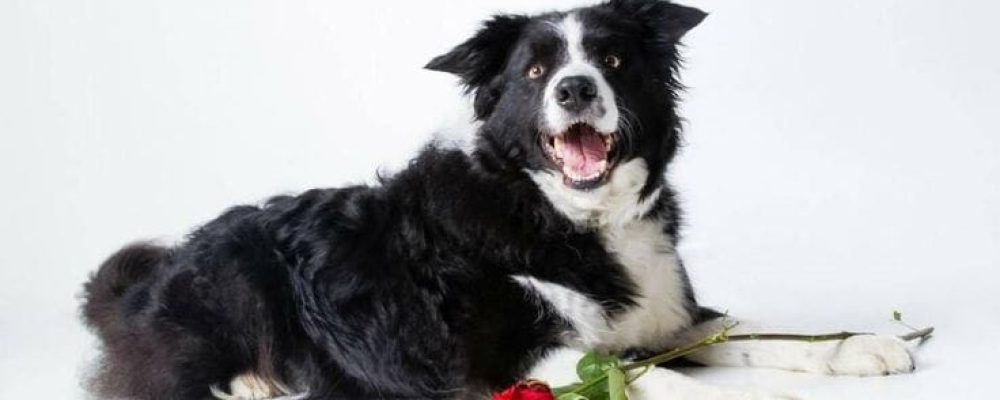 Setembro Vermelho Pet: Cuidados com a Saúde do Coração do seu Cão ou Gato. Cão Border Collie deitado com uma rosa nas patas.