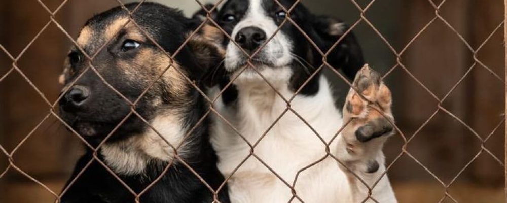 Dois cachorros em um gradeado